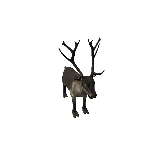 Reindeer_RM_FV _LP (Fur2)